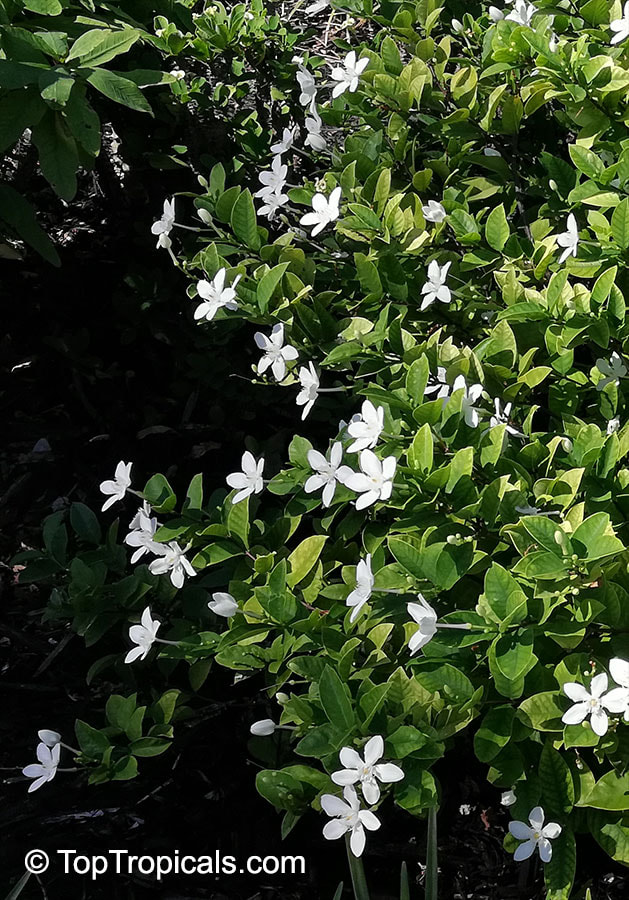 Midula Plants - සුදු ඉද්ද😍 තද අව්වට හැමදාම මල් 🌸🌿 ඔබේ... | Facebook