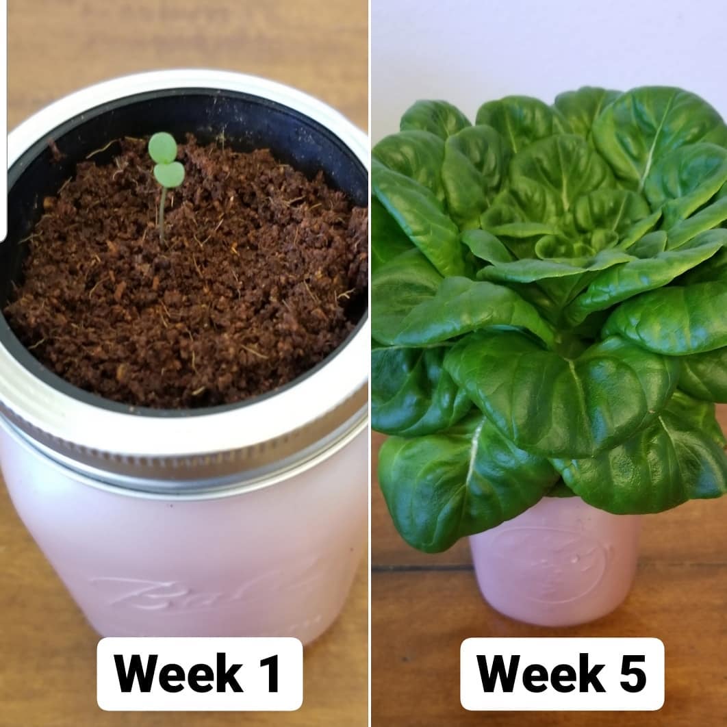 Kodaponics: Hydroponic Home Gardens