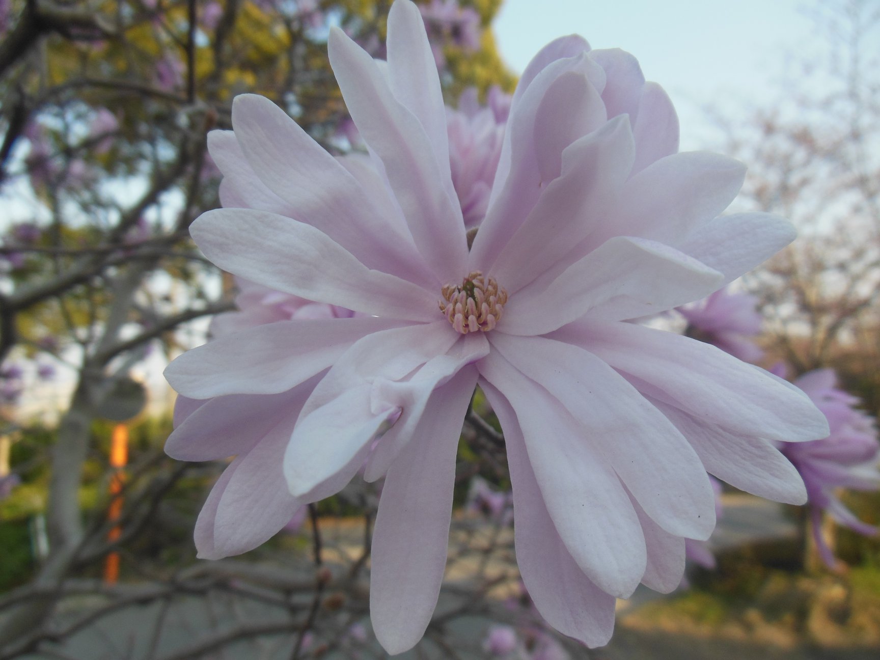 This flower is abundant in Japan. It has various colors so pretty.