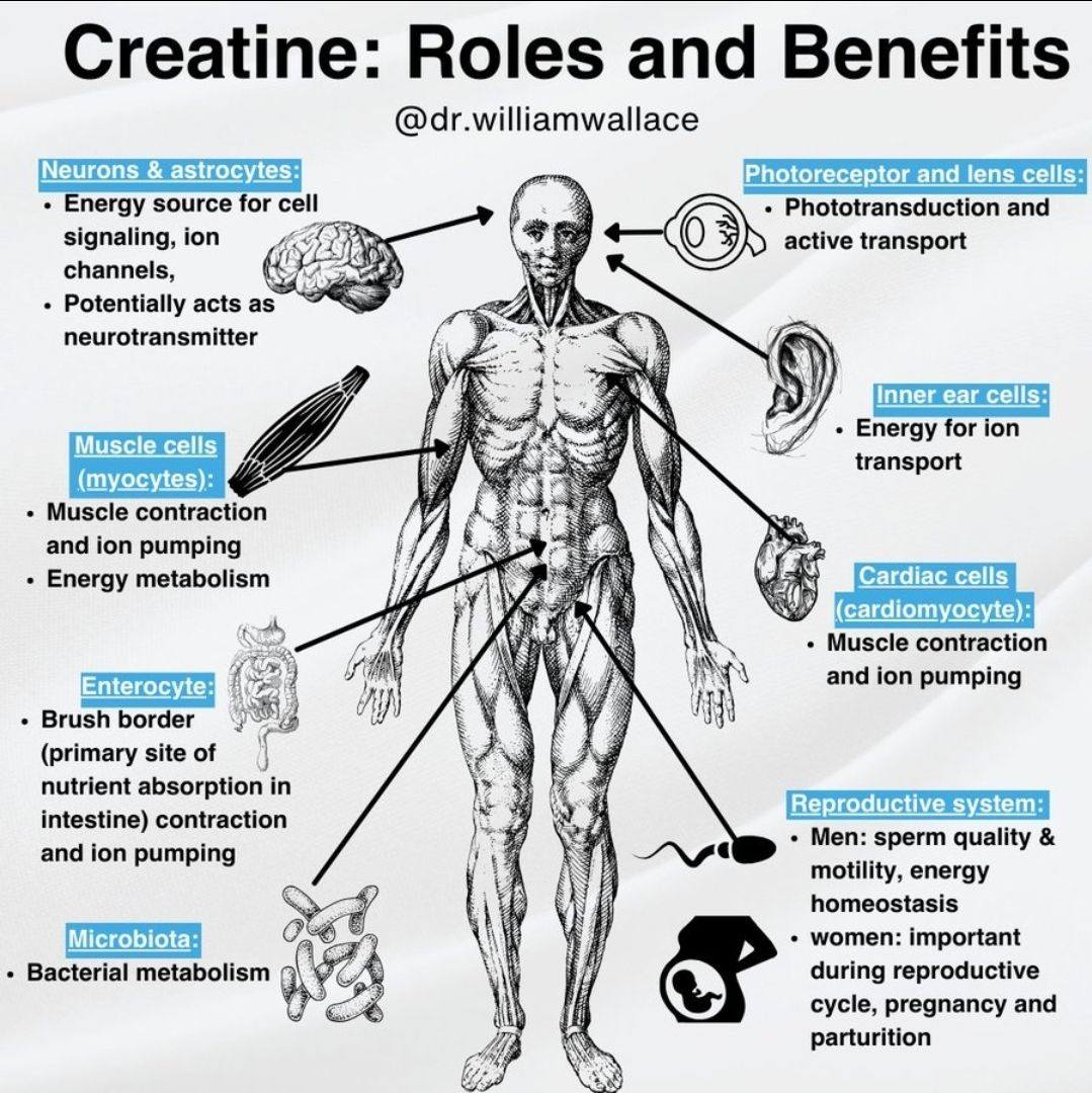 William - Importance of creatine metabolism in whole-body physiology ...