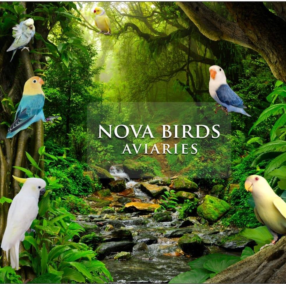 Curated visual reference: Bird Aviary Insurance Coverage Reference: Nova Birds Aviary