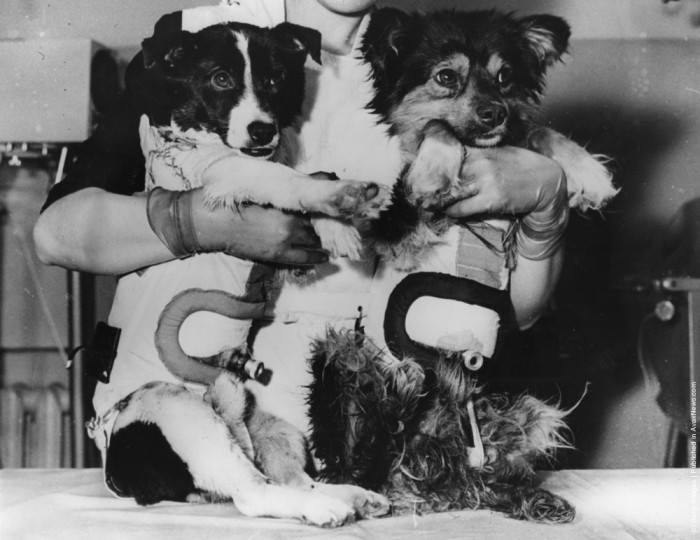 THE VISIBLE DOG Assembly Kit Renwal, 1961 Click for Full Image