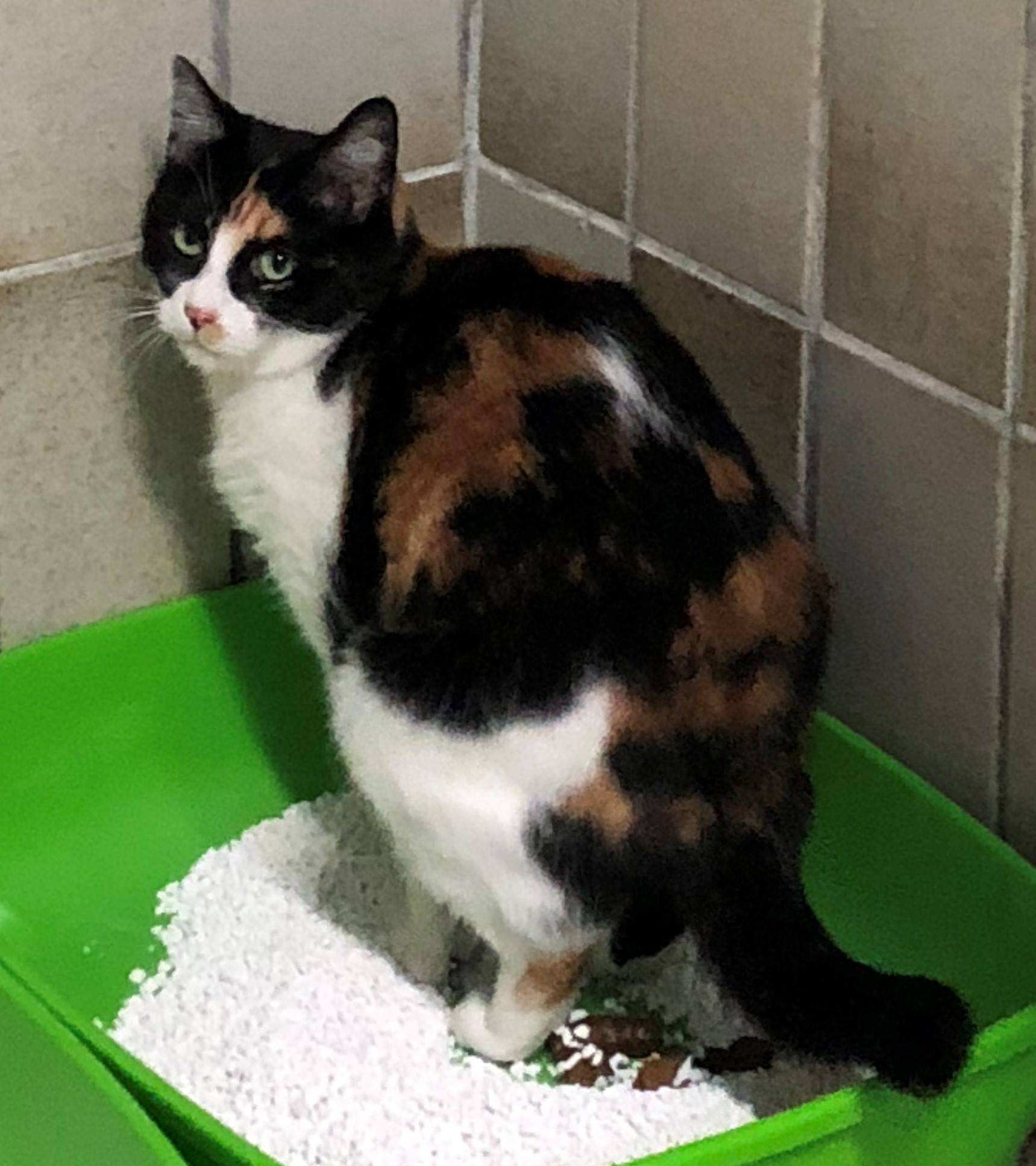 Hilfe Meine Katze Ist Nicht Mehr Asile Pour Animaux