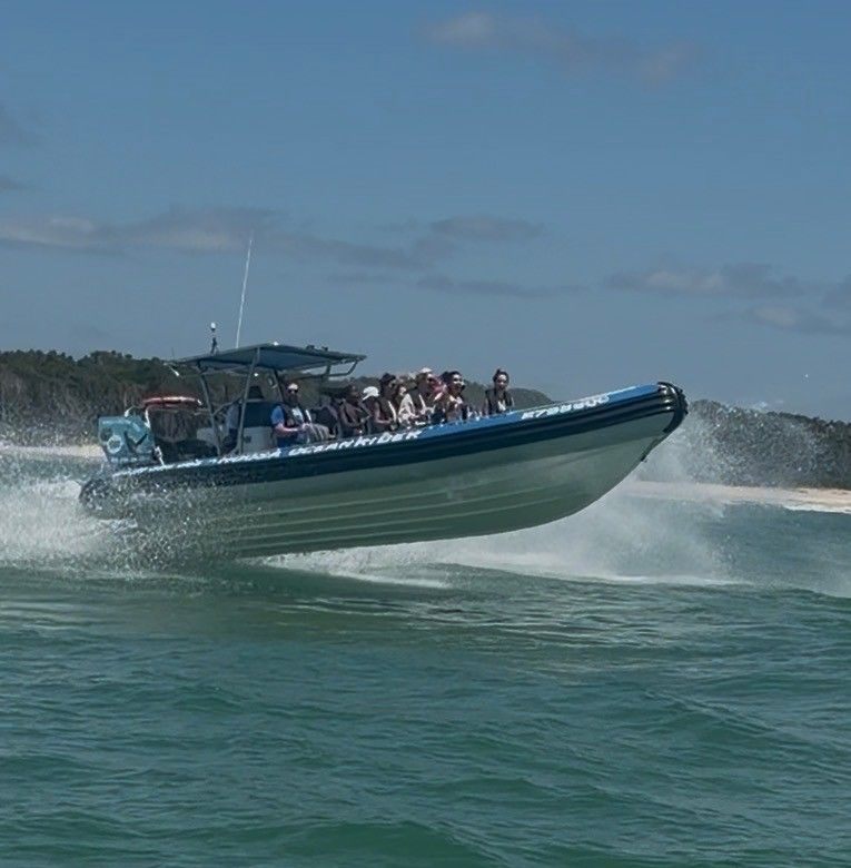 Noosa Ocean Rider – Whale Watching Adventure Experience Noosa whale ...