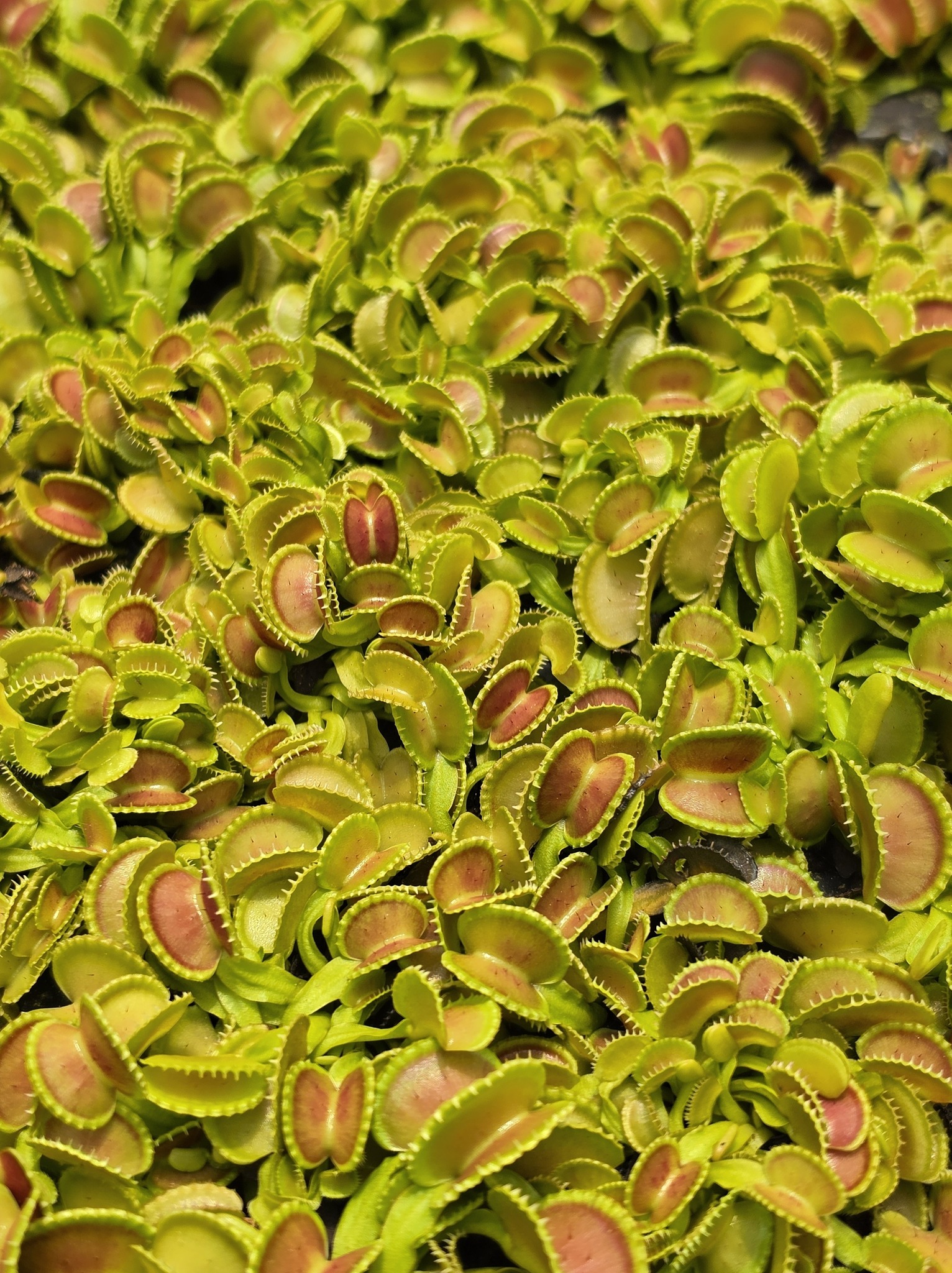 食虫植物N. xtrusmadensis EP 食虫植物N. xtrusmadensis EP 【正規取扱】【公式認証】【メーカー公式】