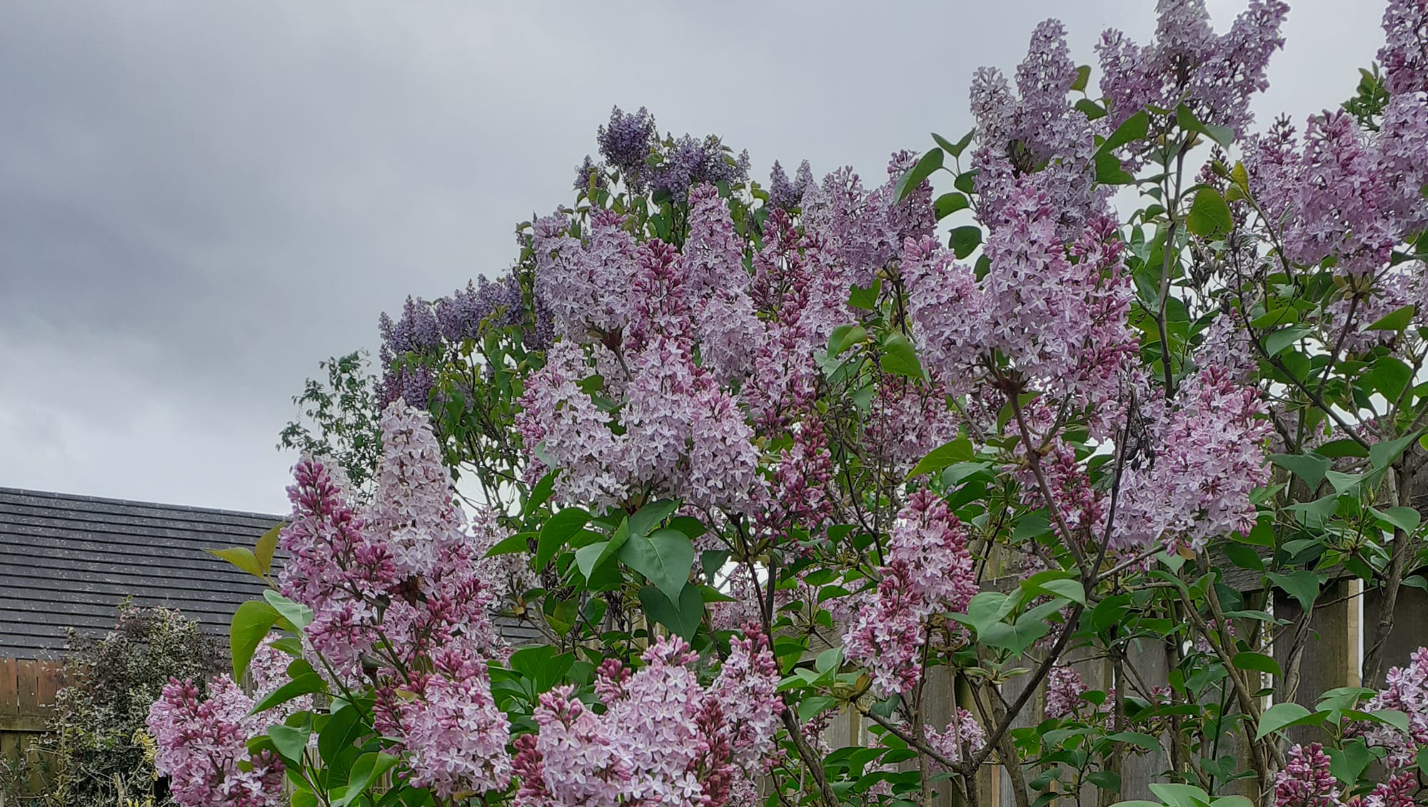 Friockheim & District... - Friockheim & District Garden Club