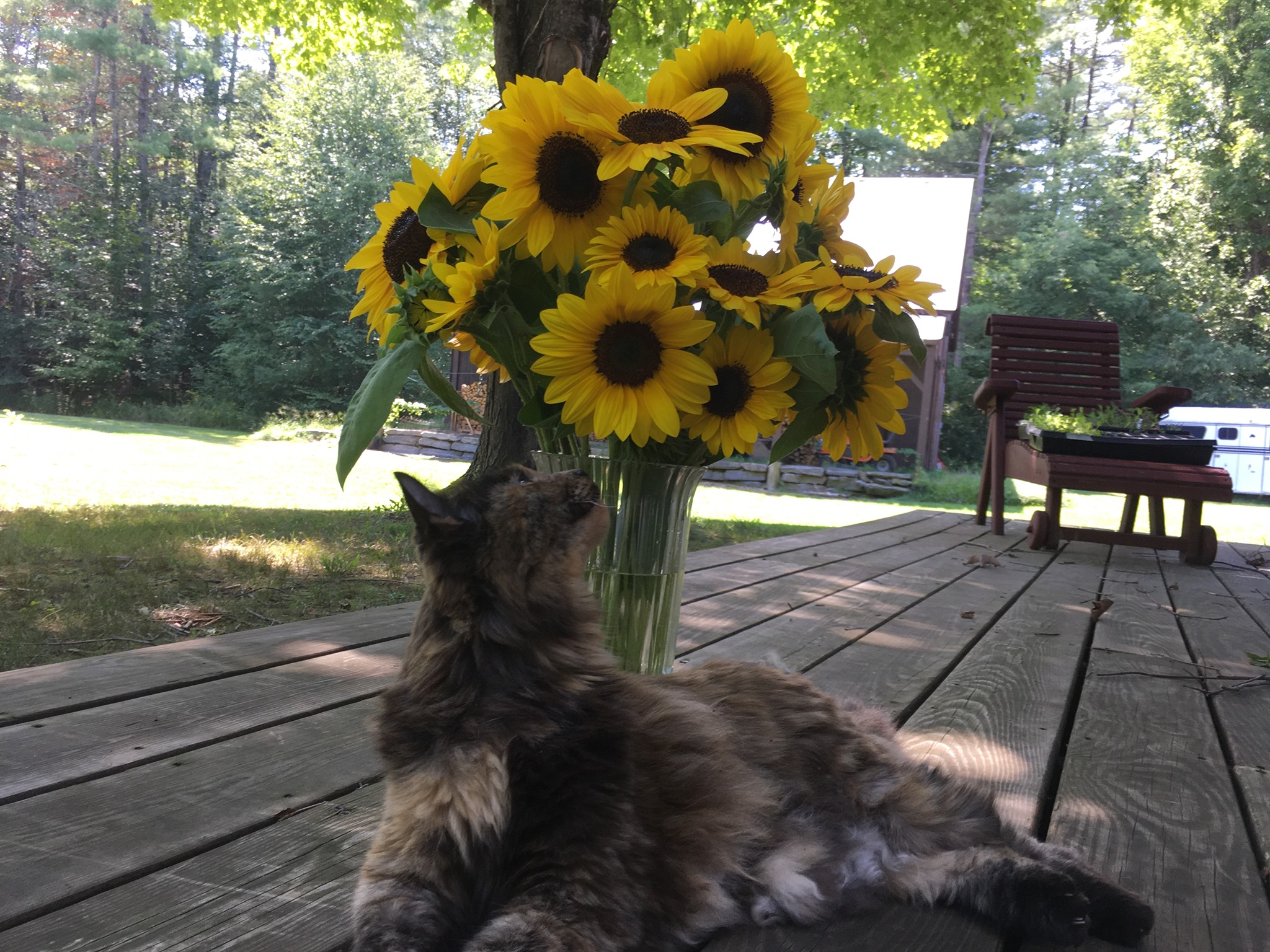 Kindred Circle Farm | Springfield VT