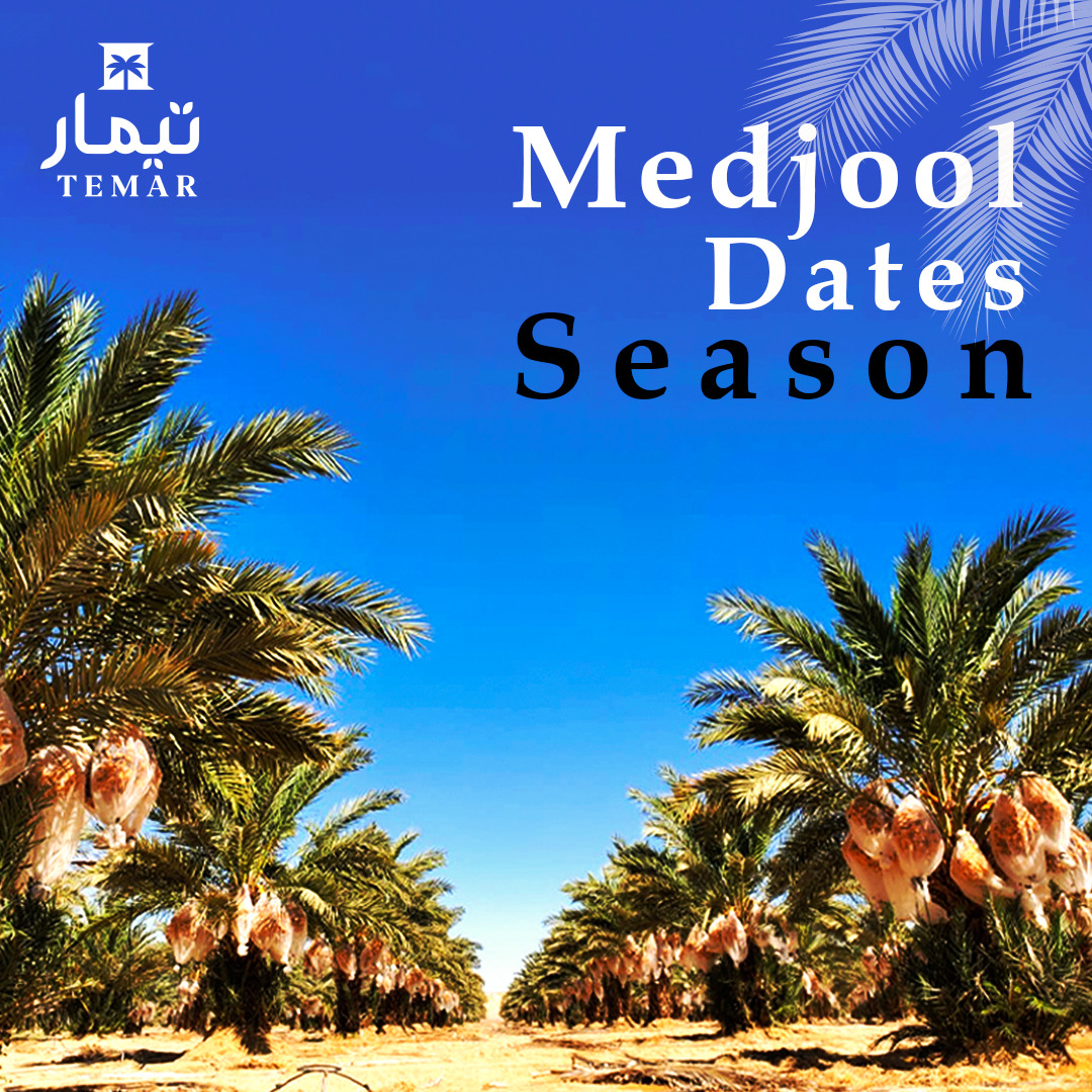 Temar Dates - Our Medjool Dates are almost ready for...