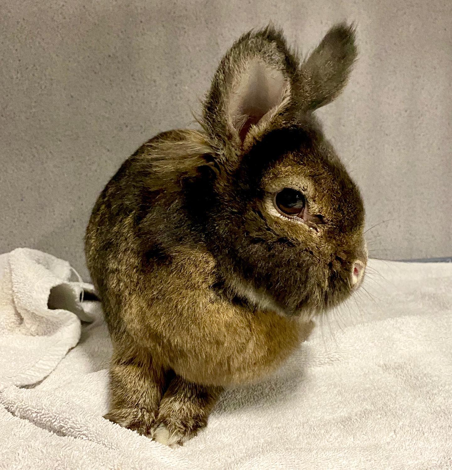 Dr. - Did you know that rabbits can be 𝙗𝙧𝙖𝙘𝙝𝙮𝙘𝙚𝙥𝙝𝙖𝙡𝙞𝙘? Just like the ...