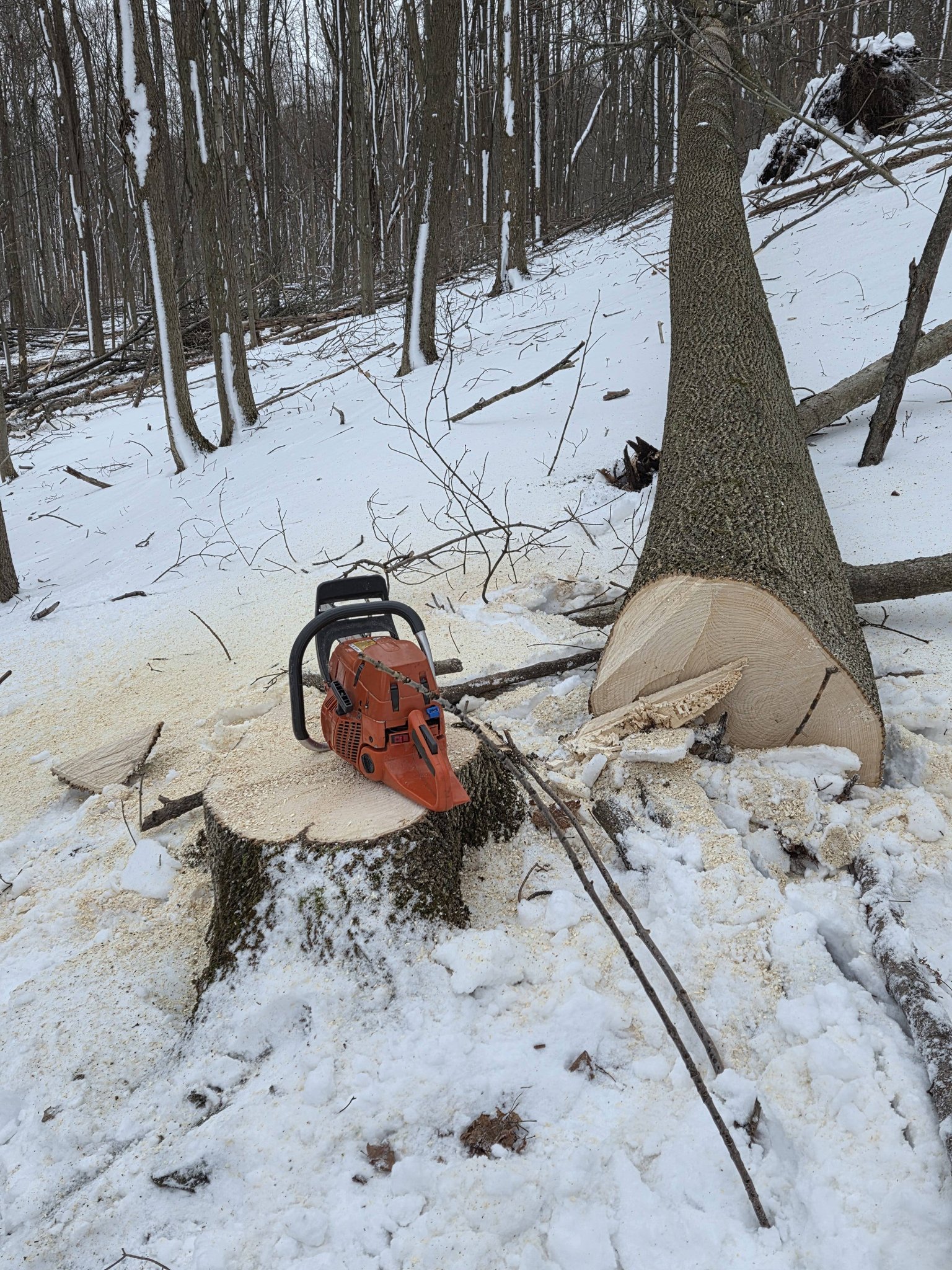 Bush logging & Forestry LLC... - Bush logging & Forestry LLC