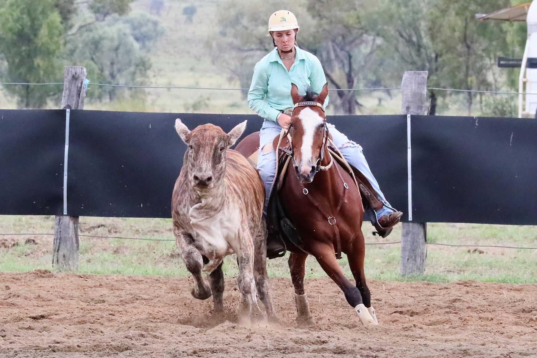 Mitchell Campdraft... - Mitchell Campdraft Association