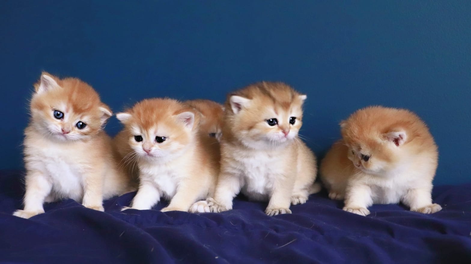 #goldenkitten #catsoftiktok #houzeadell #scottishstraight | Зинаида Иванюта