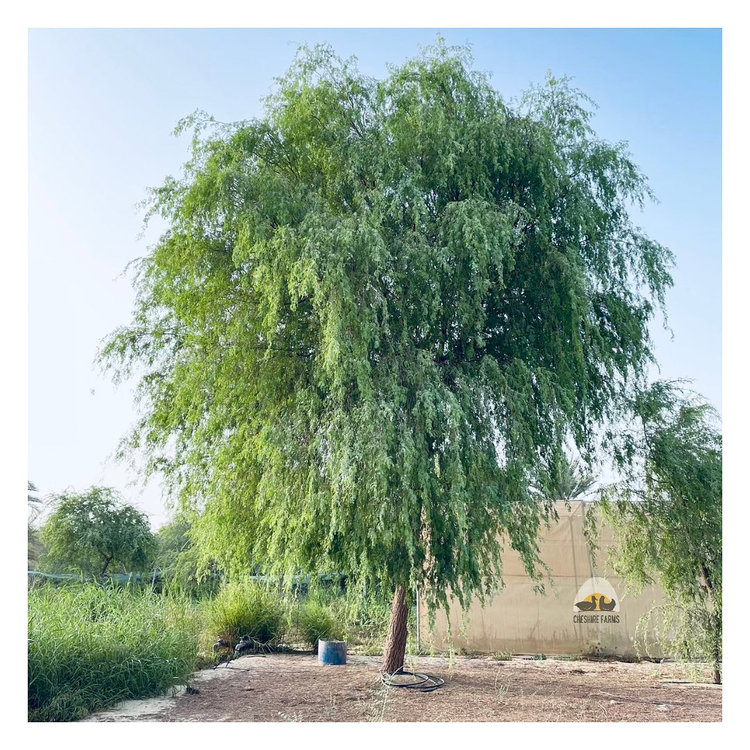 The Ghaf is the national tree of the... - Cheshire Farms, UAE