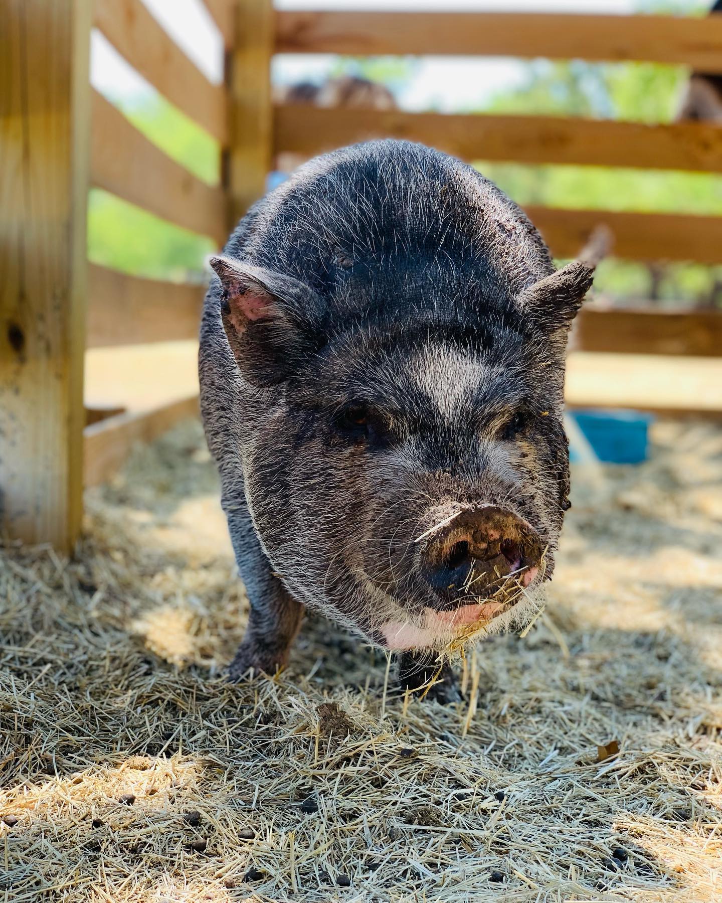 🐷 We gained a new family member... - Roots Renewal Ranch | Facebook
