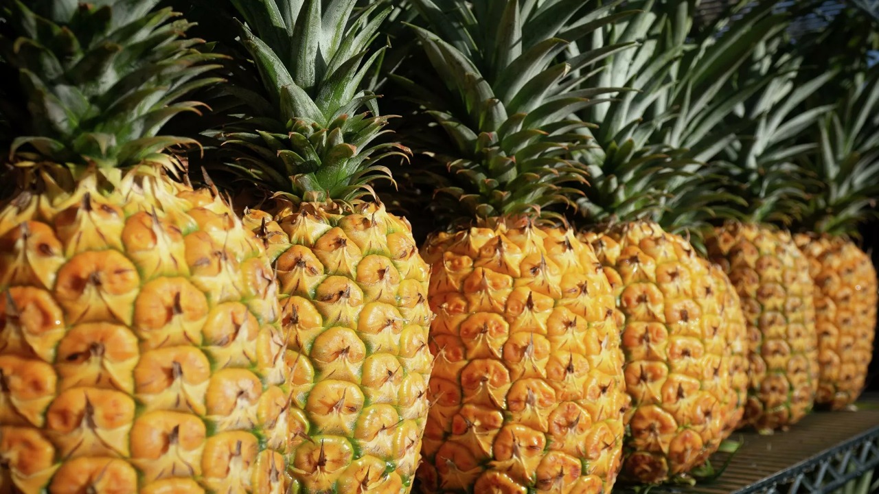 Descubre quién no debe comer piña... - Maya Comunicacion | Facebook
