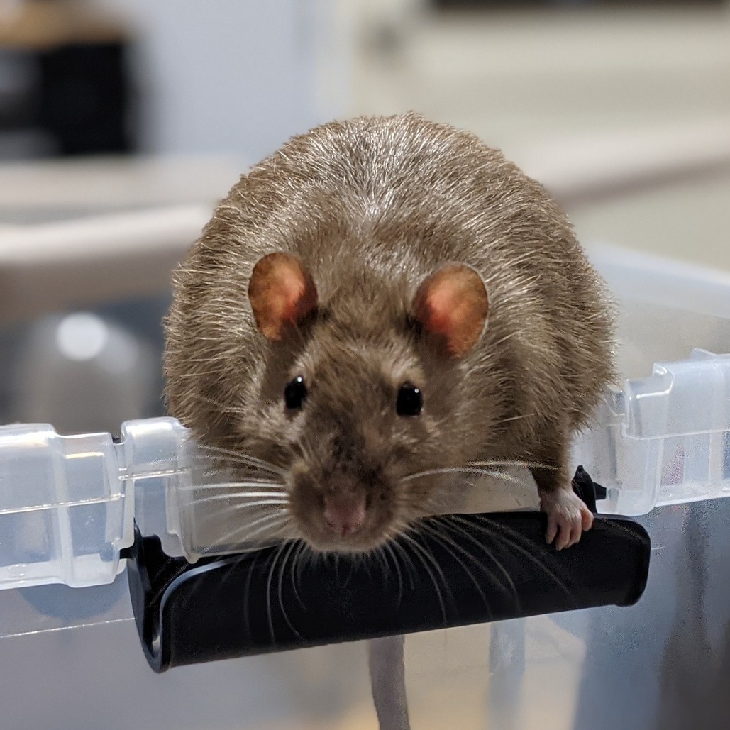 South Bay Rodent Rescue | Lawndale CA