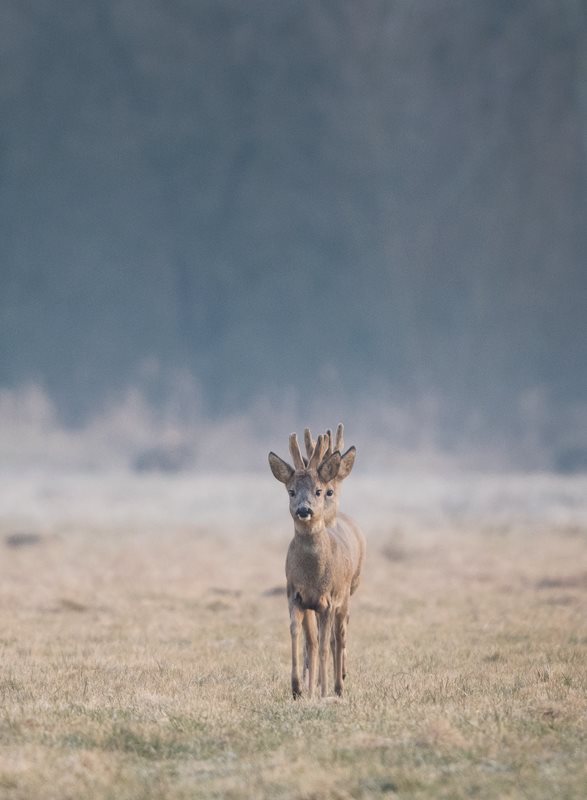 Arné Roest Natuurfotografie