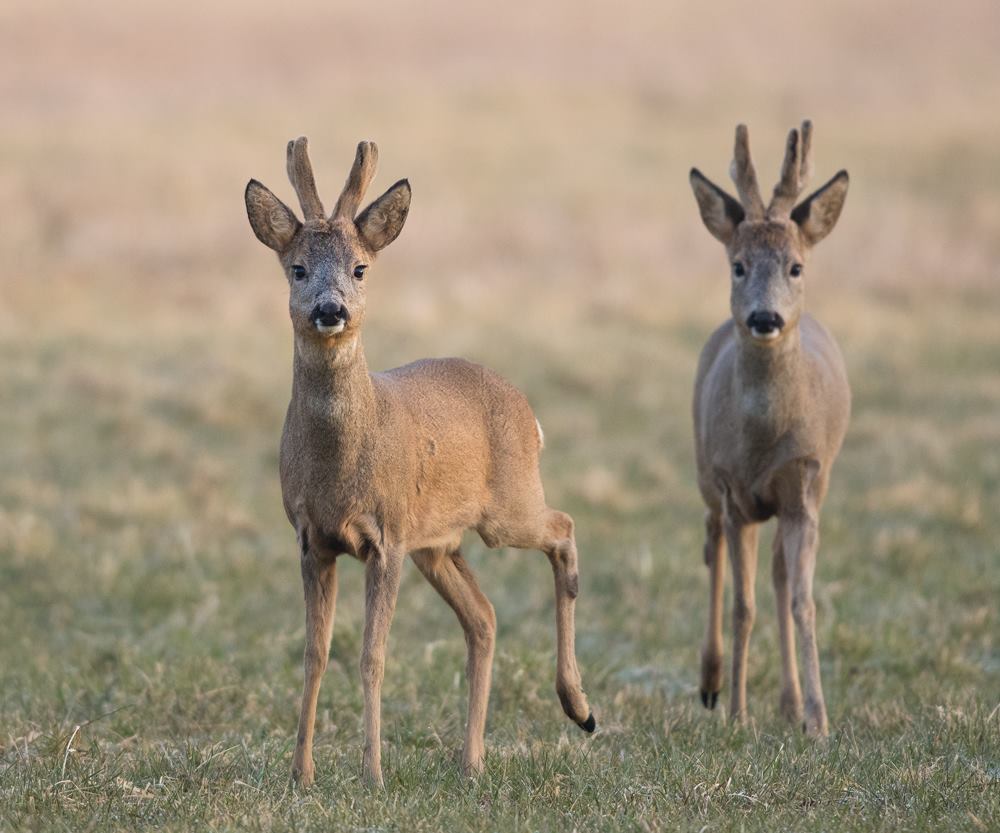 Arné Roest Natuurfotografie