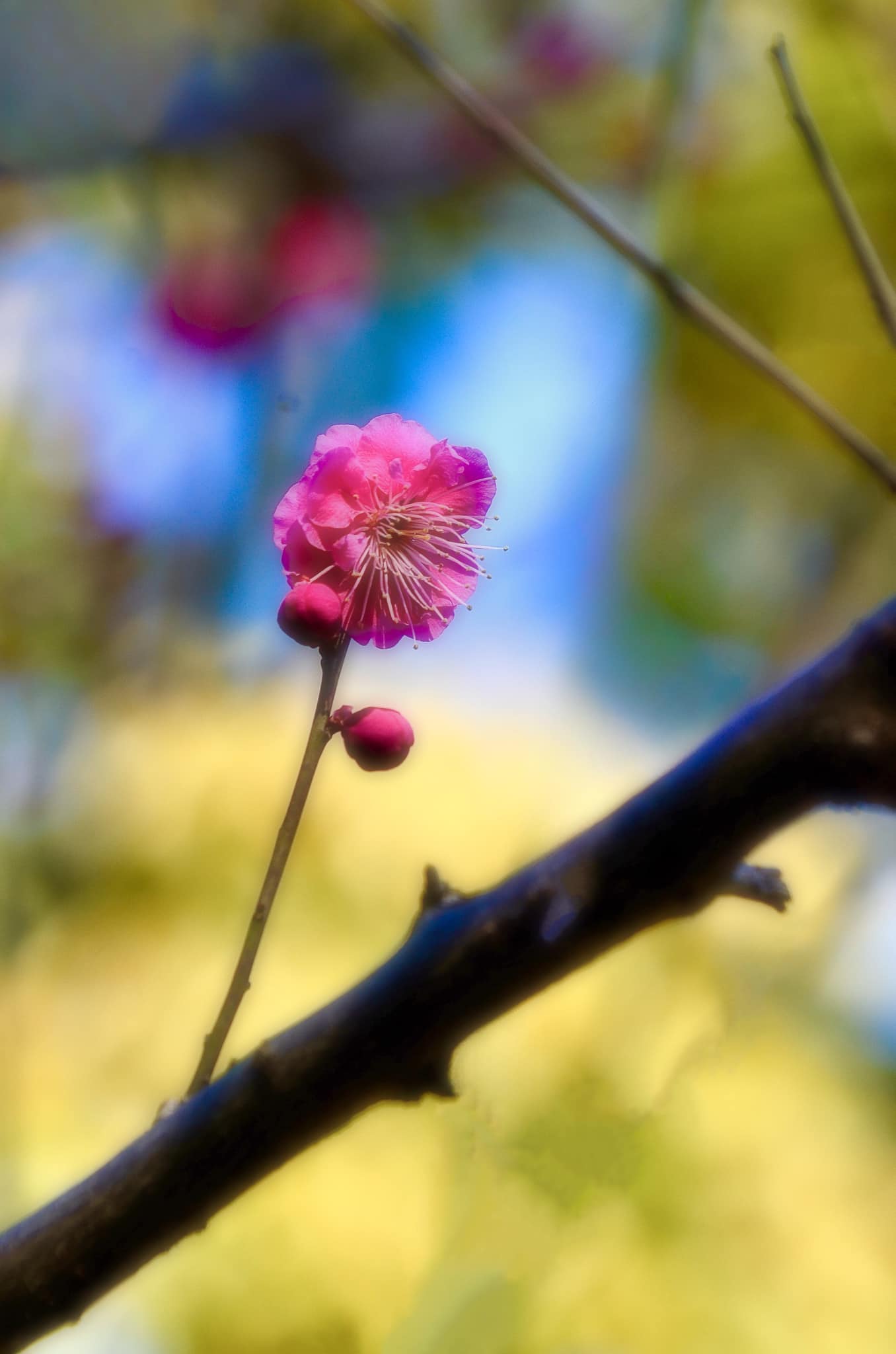 梅一輪一輪ほどの暖かさ #As warm as a single plum blossom #梅の花 