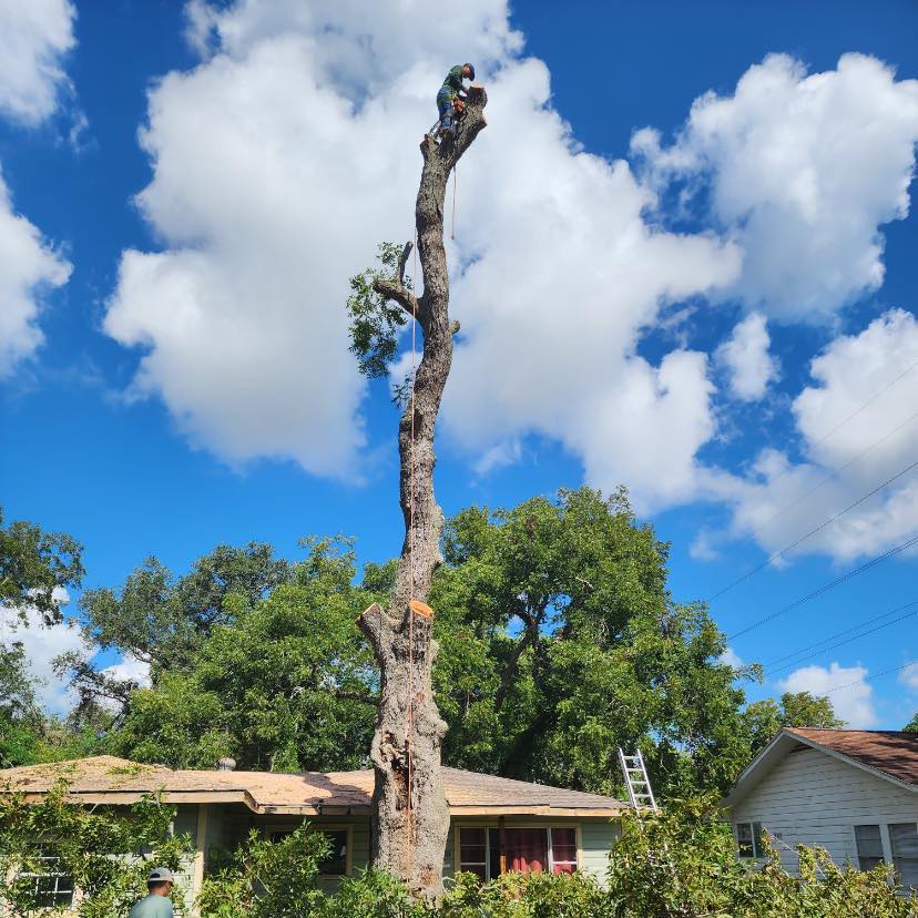 Rojas Tree Service | Rojas Tree Service | Facebook