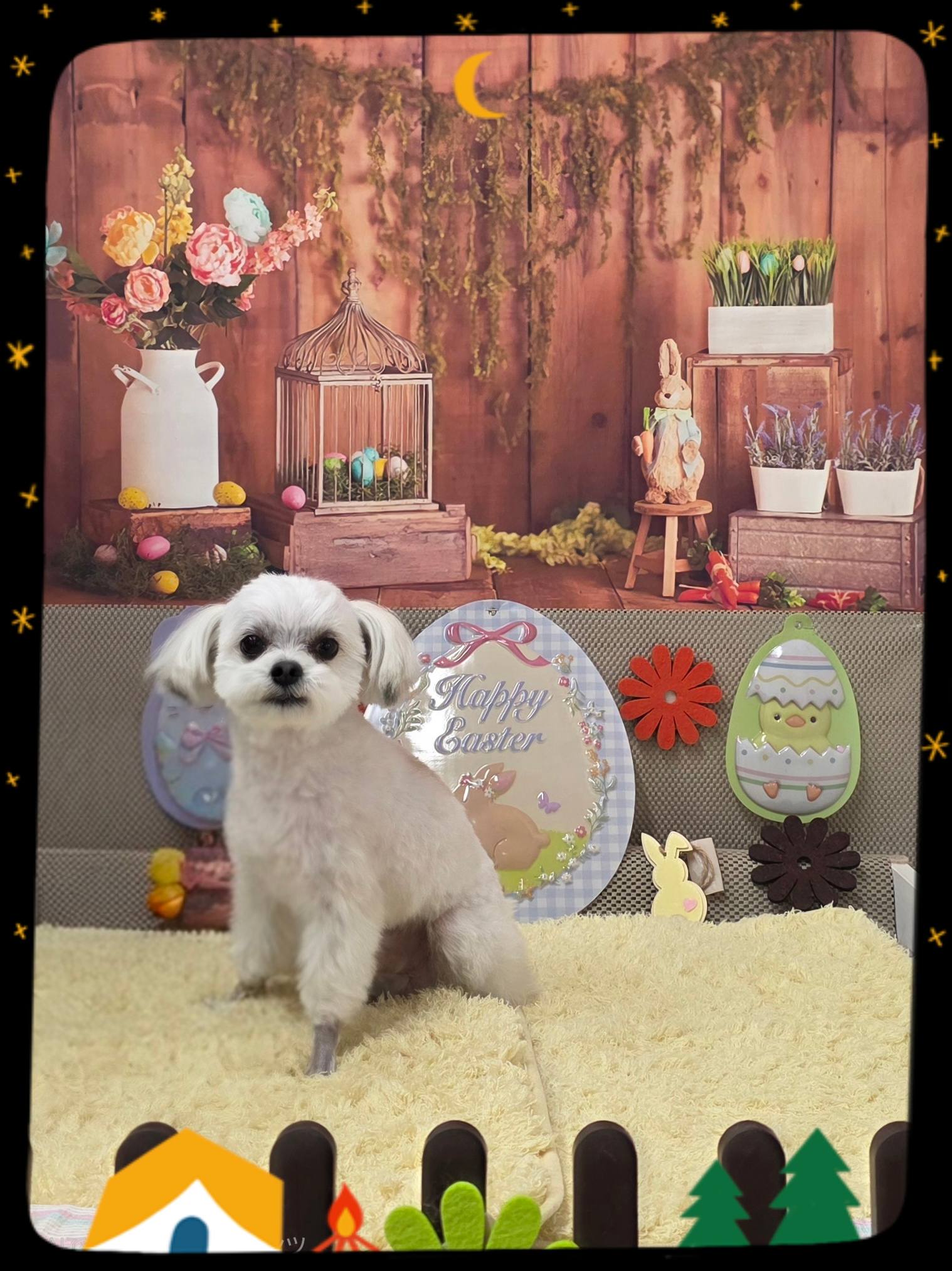 今日のieppわんこ全員❣️ チワワ×マルチーズ コア君♡ トイプードル