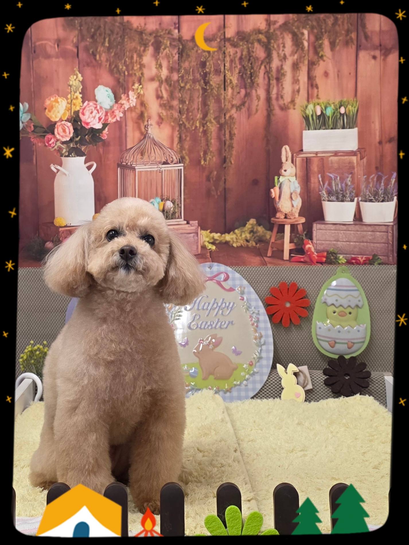 今日のieppわんこ全員❣️ チワワ×マルチーズ コア君♡ トイプードル
