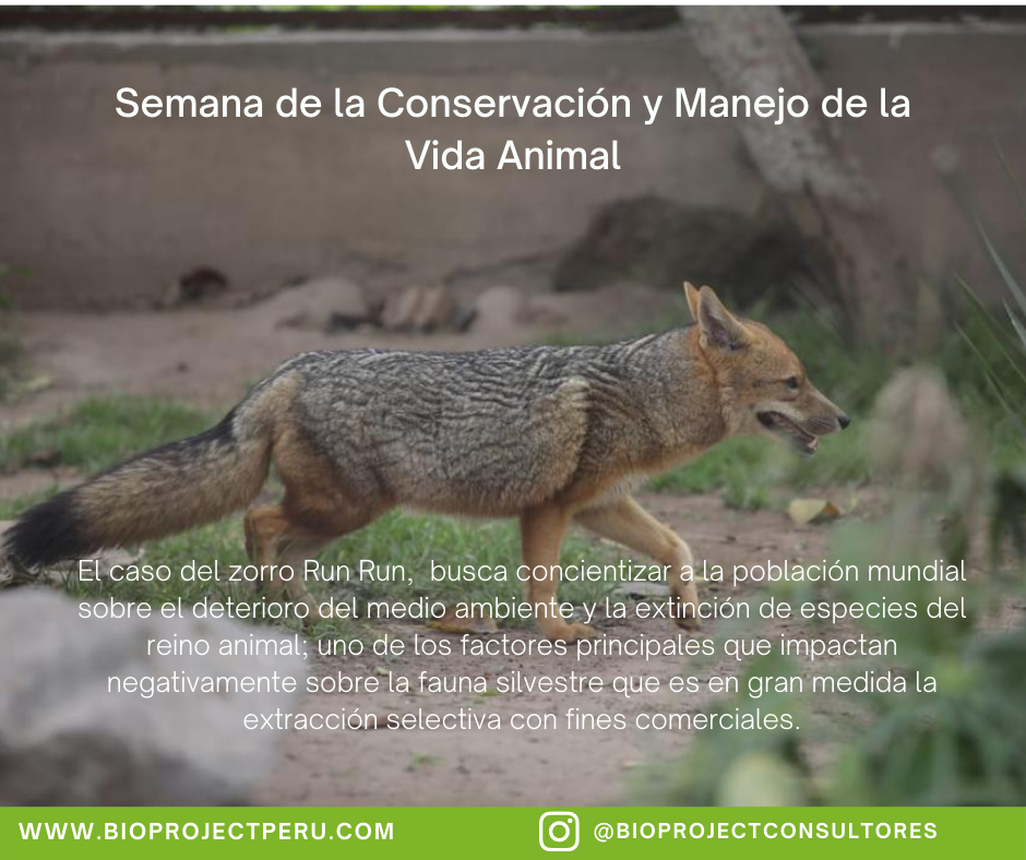 🌳🦊Semana de la Conservación y... - Bioproject Consultores | Facebook