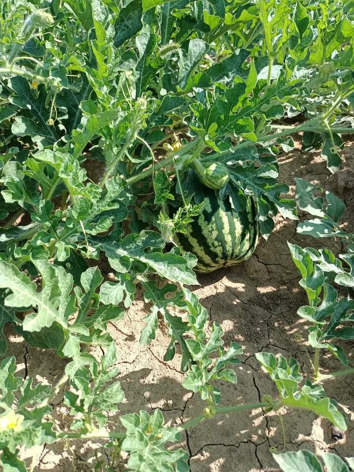 SACDO - Insha Allah the way to success Watermelon 🍉 🍉 🍉 🍉...