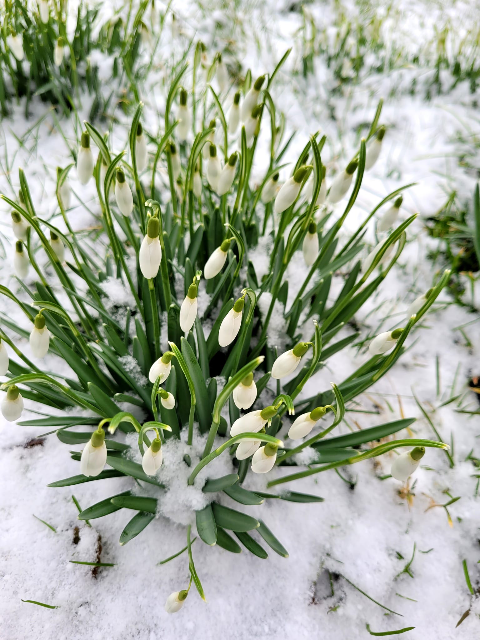Snowdrops in American Gardens | Facebook