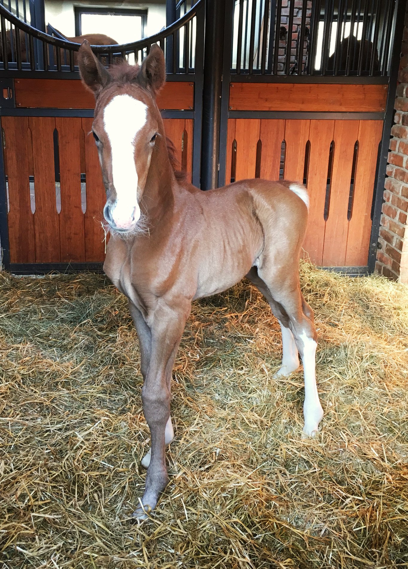 Black Horse stables Home Facebook