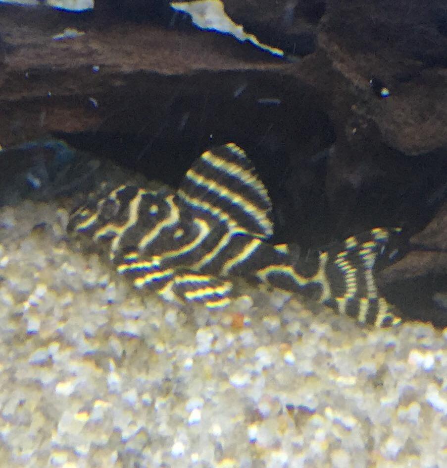 Hobby Fish - Hobby Fish added a new photo.
