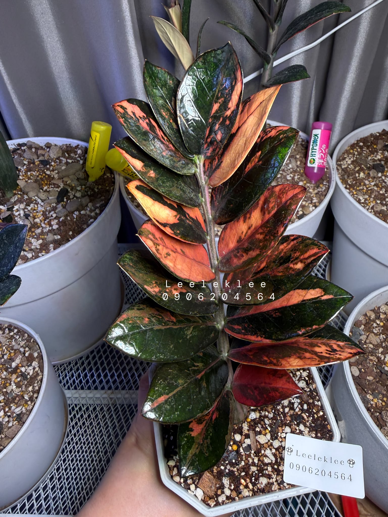 ZZ Multicolor Plant From Thailand 🇹🇭