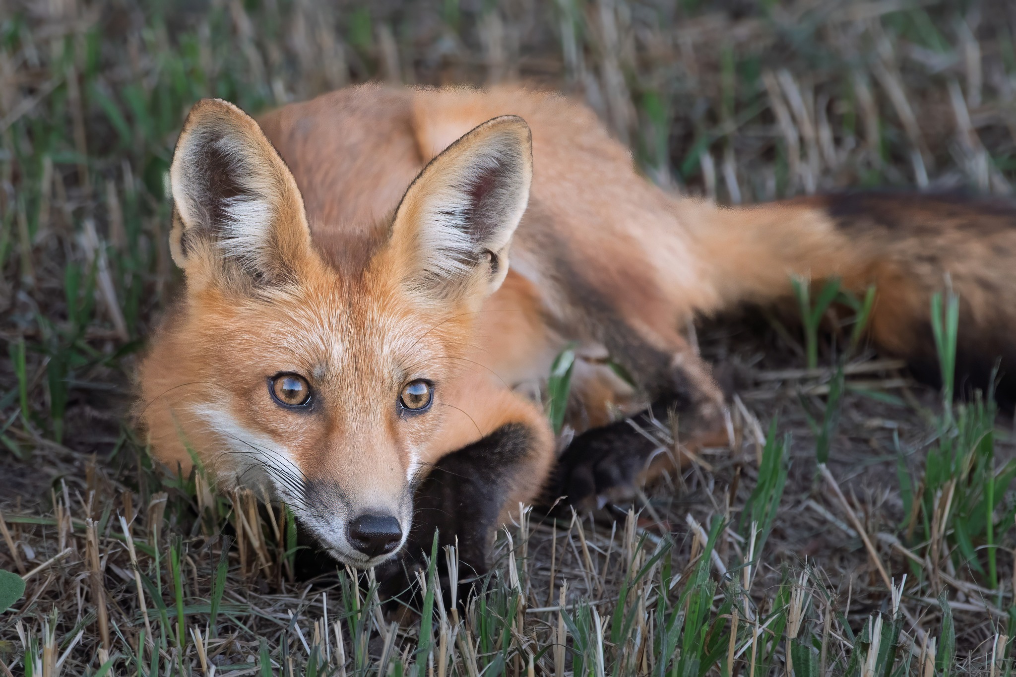 jwolf WILD photography added a... - jwolf WILD photography