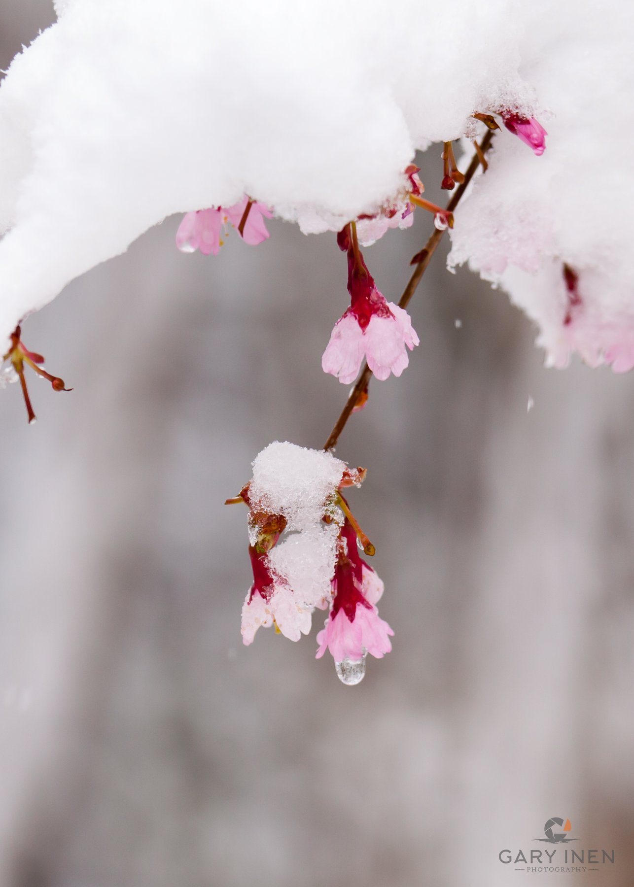 Gary Inen Photography