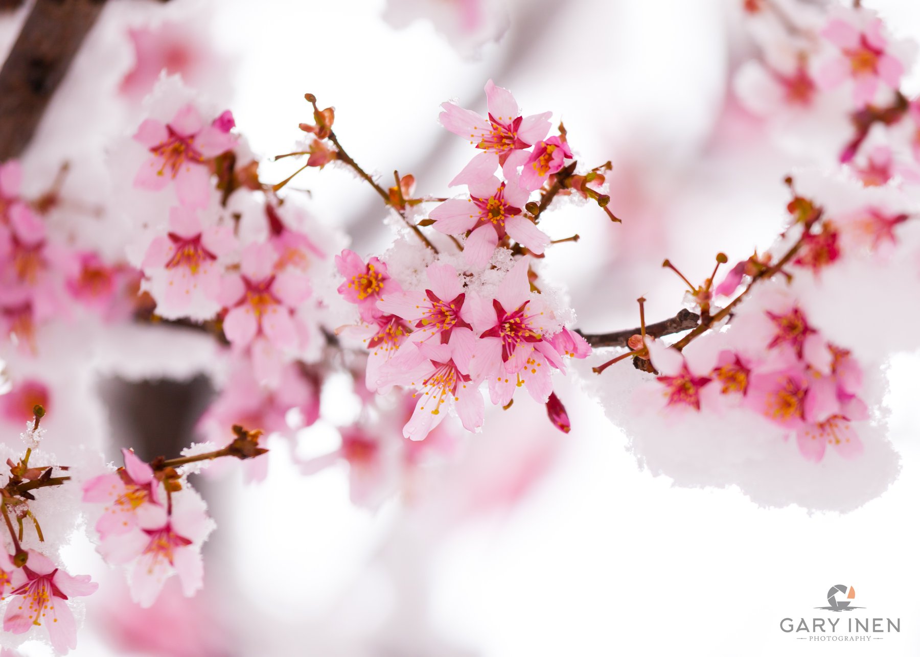 Gary Inen Photography