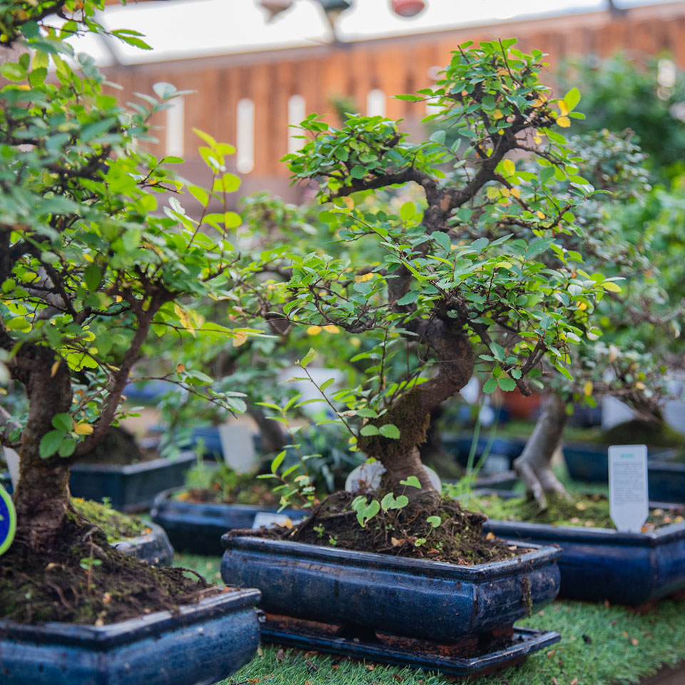Semi Uva Nera - 30 Pezzi Per Coltivazione Bonsai, Giardino O Vaso