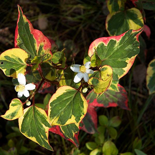 Les presentamos a la HOUTTUYNIA... - Vivero Multiplant