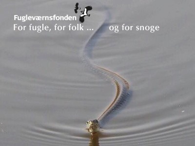 - SNOGEN, EN DEL AF NATURENS KREDSLØB -... - Fugleværnsfonden