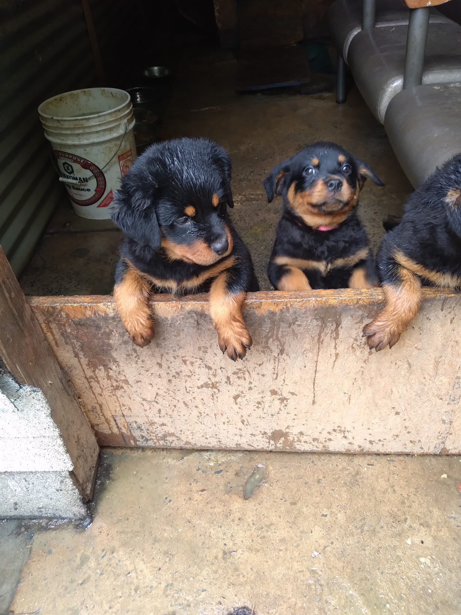 Guernsey Rivers Rottweiler Kennel | Charlotte NC