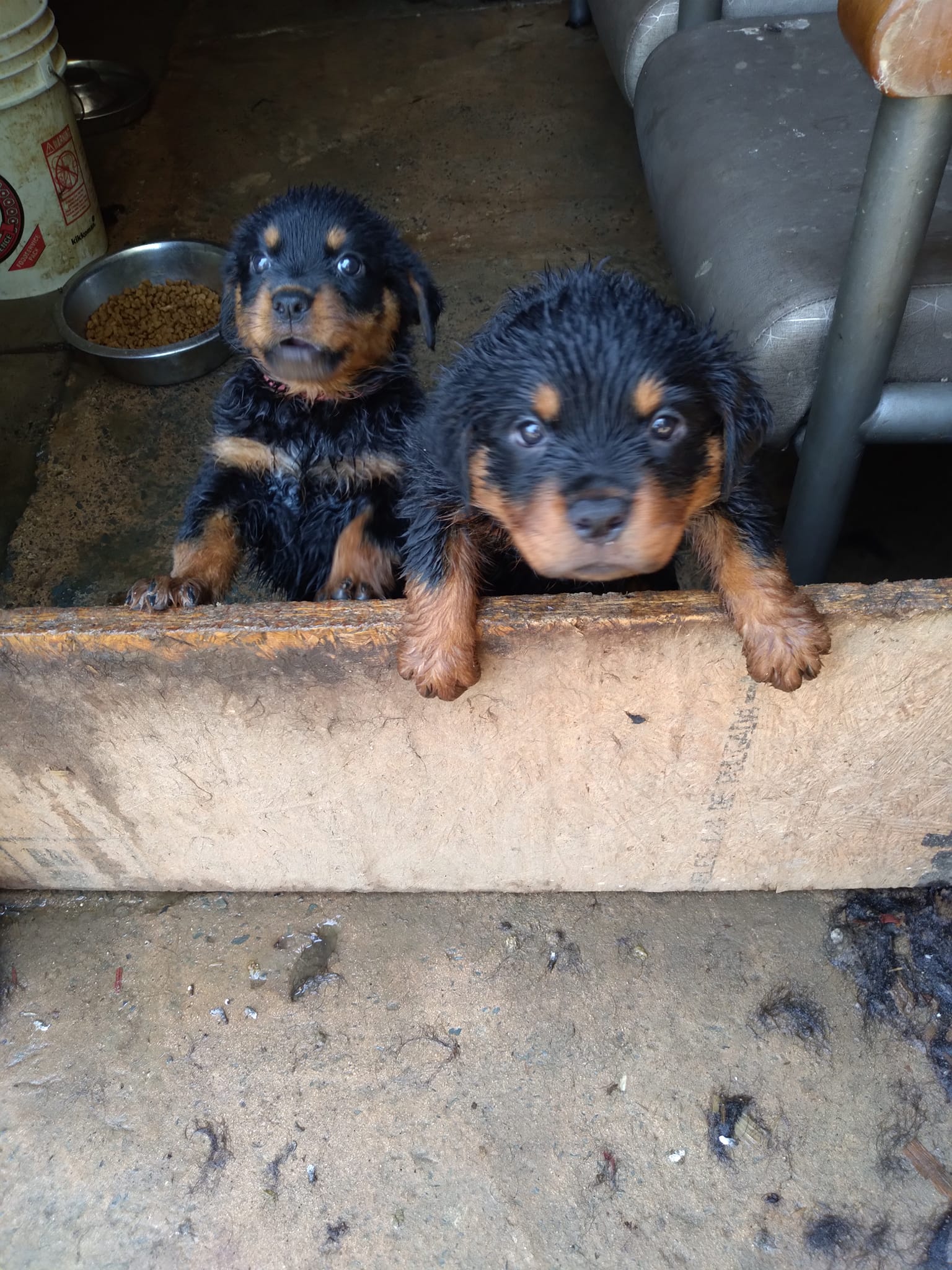 Guernsey Rivers Rottweiler Kennel | Charlotte NC
