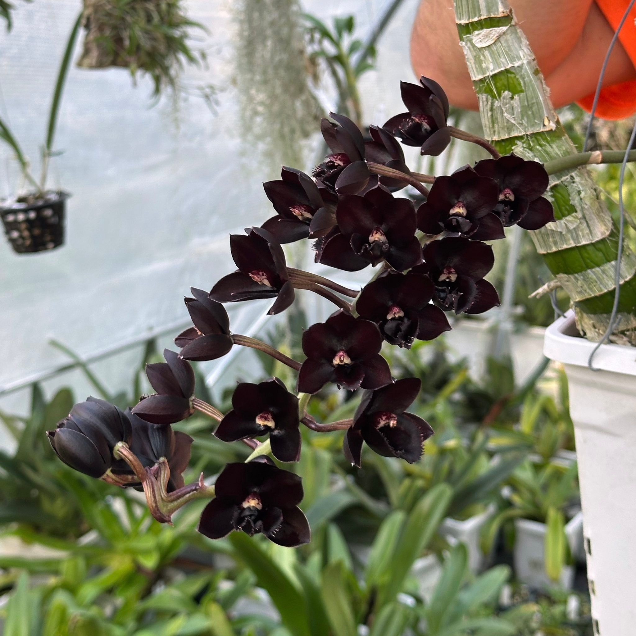 Fredclarkeara 'SVO Black Pearl' orchid blooming