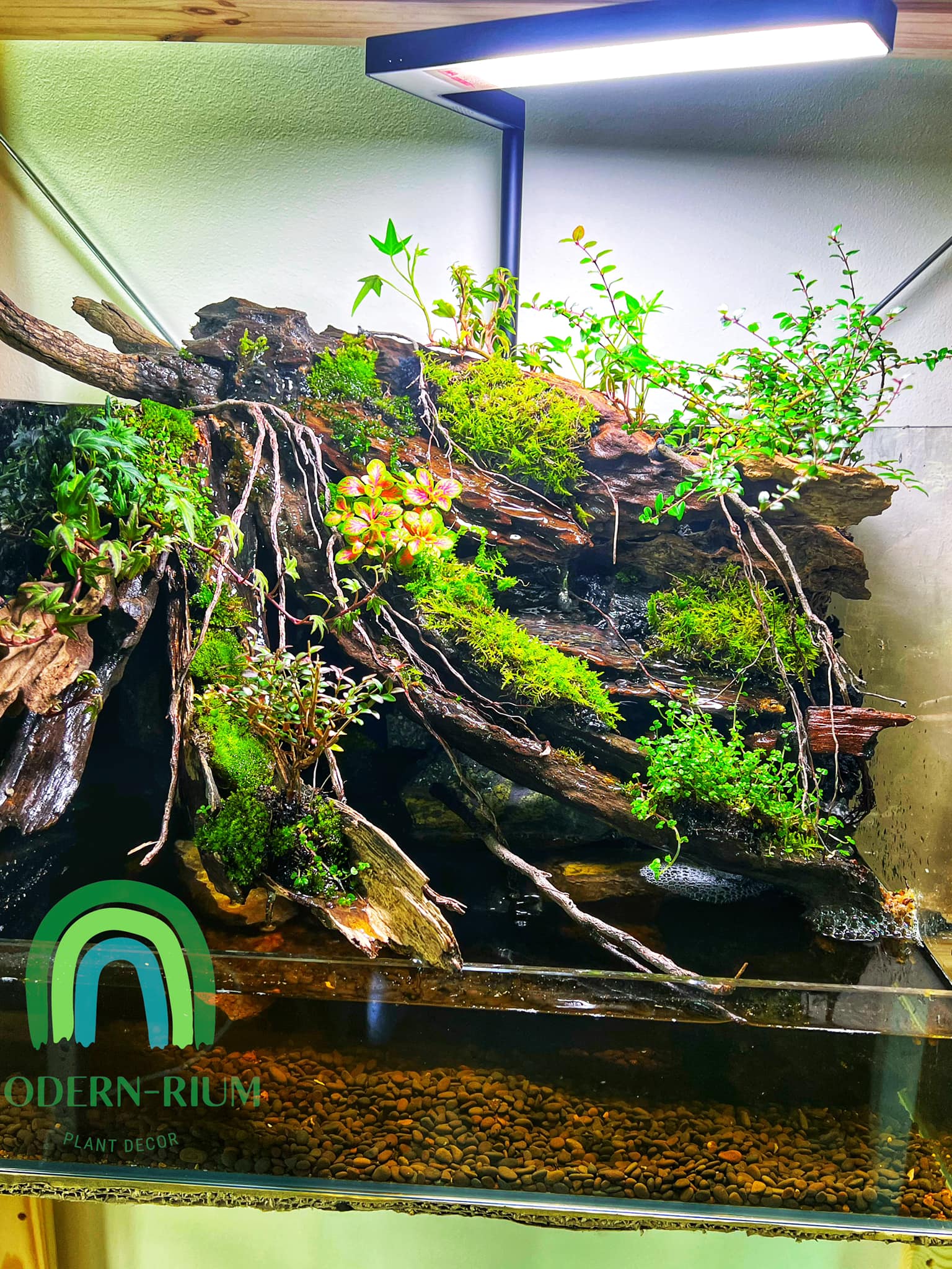 Modern-rium - Update: SOLD A table top Biotop style... | Facebook