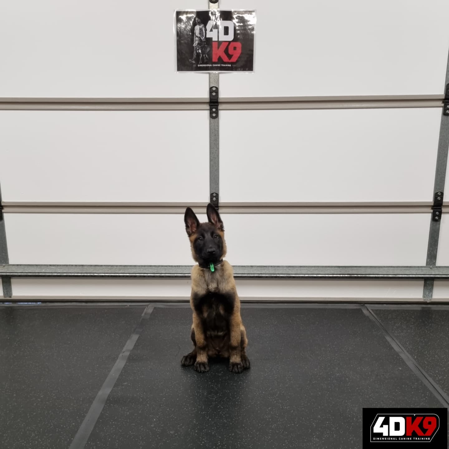 Welcome to the 4DK9... - 4D K9 - Dimensional Canine Training | Facebook