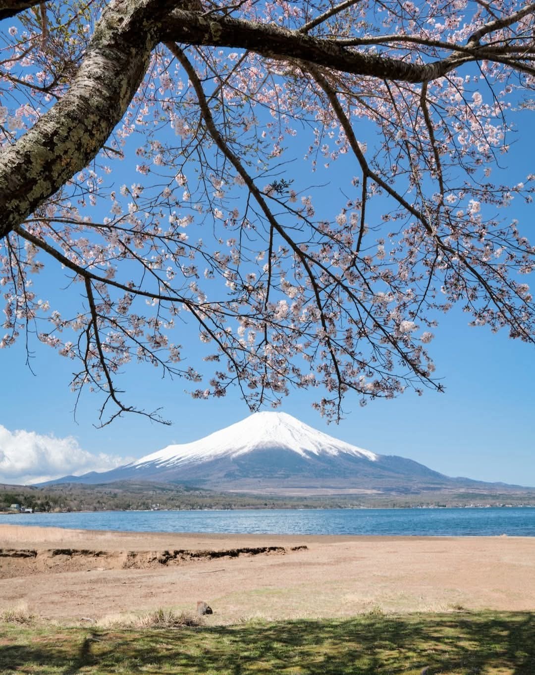 富士山🗻と桜🌸の風景 Scenery of Mt.Fuji and cherry blossoms