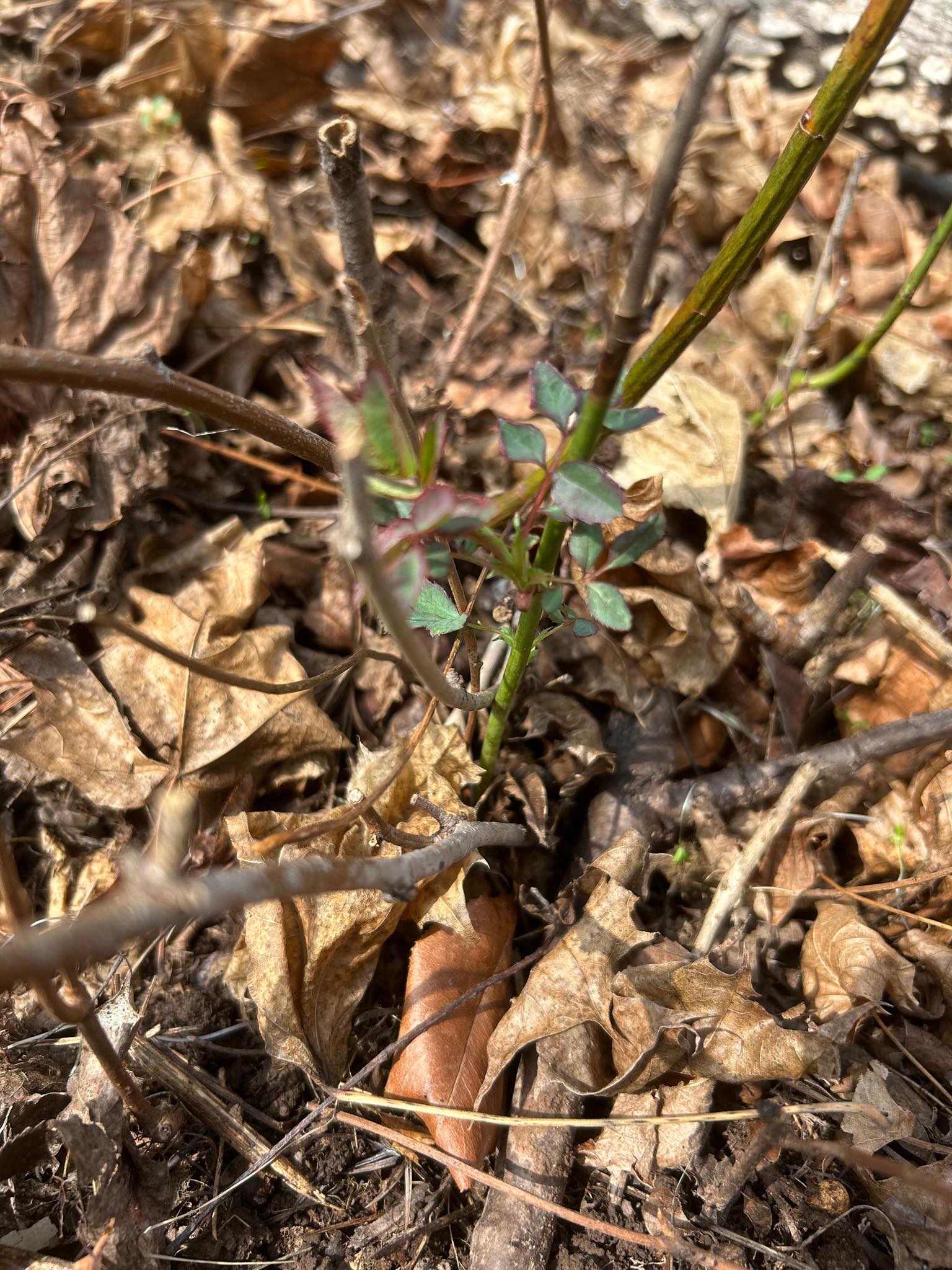 PLANT phaidon 2017年351P カバー角わずかなダメージ What is this plant, possibly not poison ivy, in a play area?