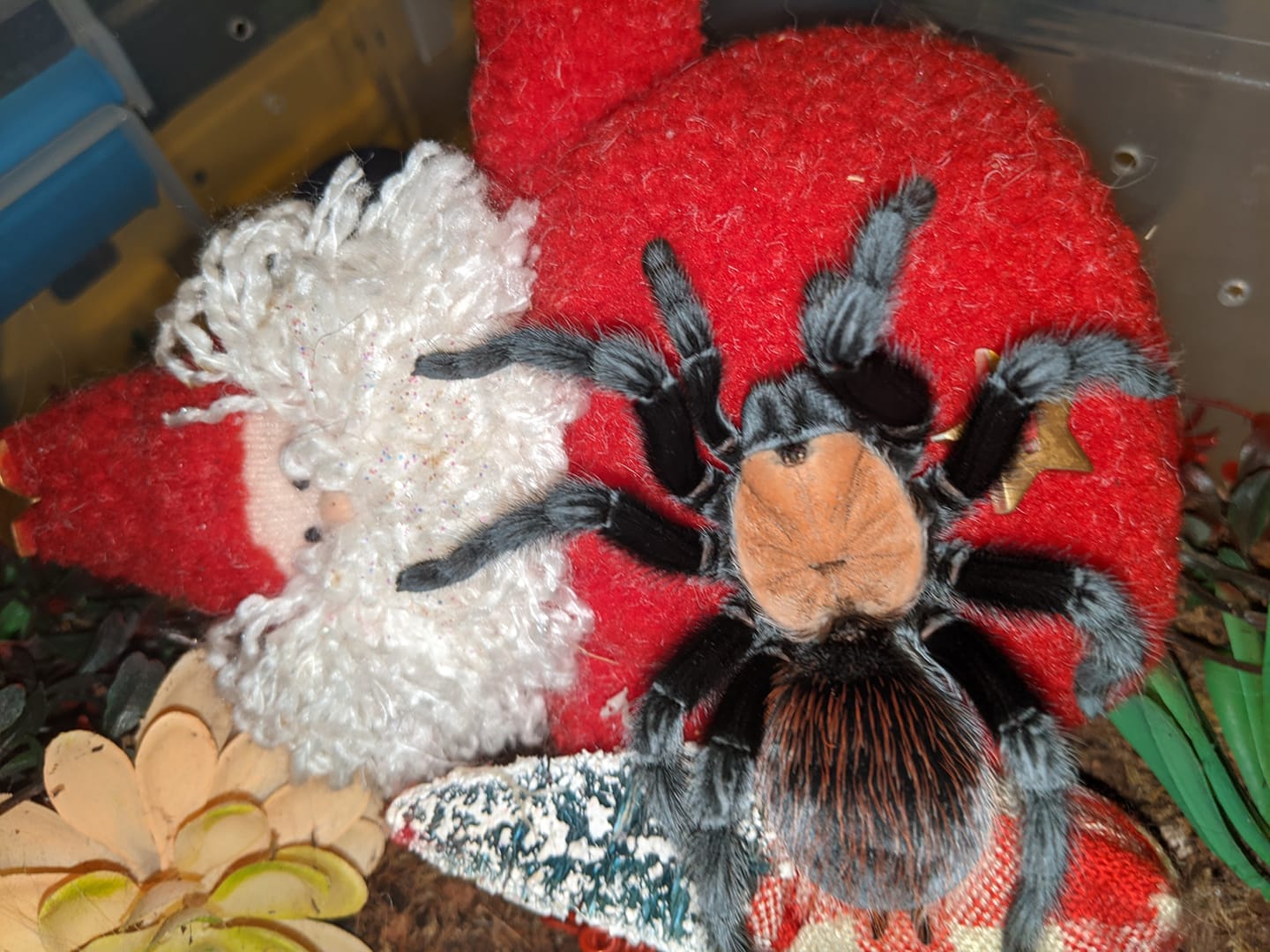 Our gorgeous Brachypelma... - Jess' Animal Adventures