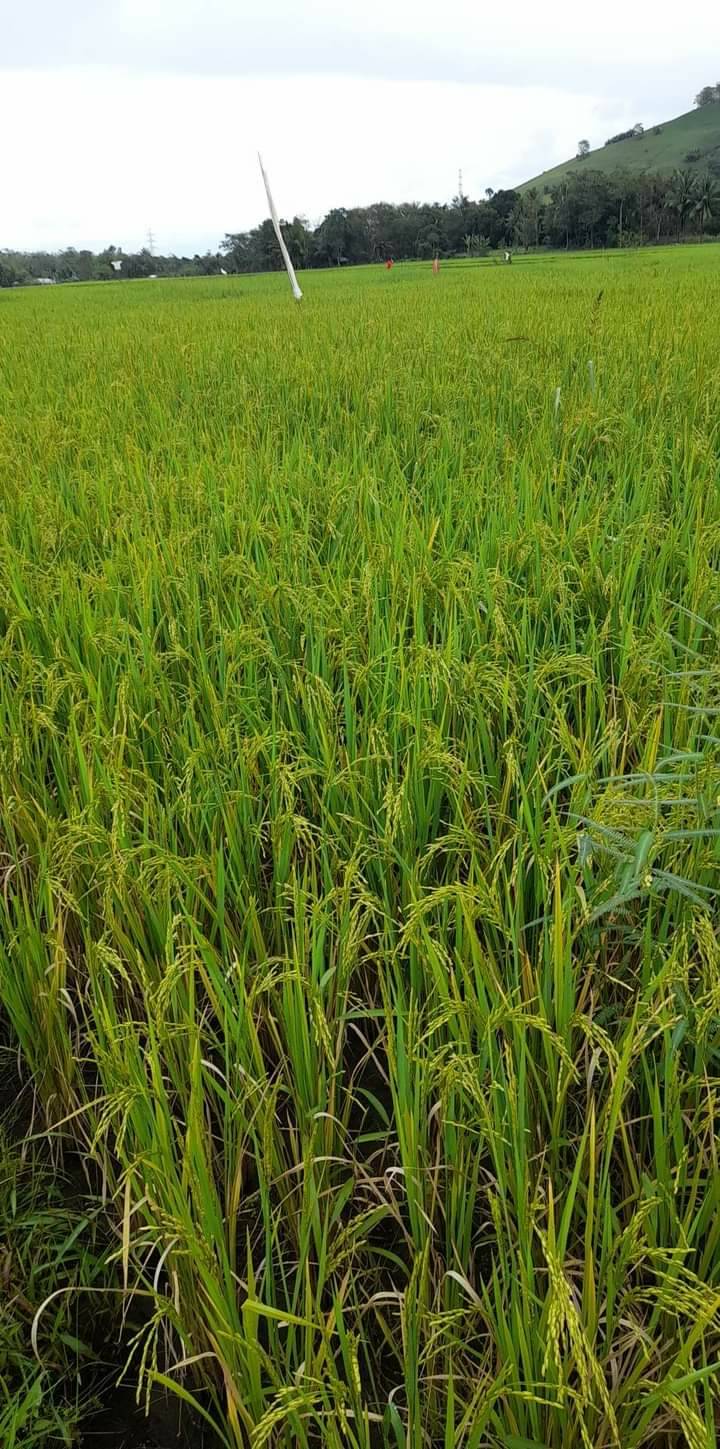 @ Caquilingan Cordon,Isabela...... - Country Farms Solutions