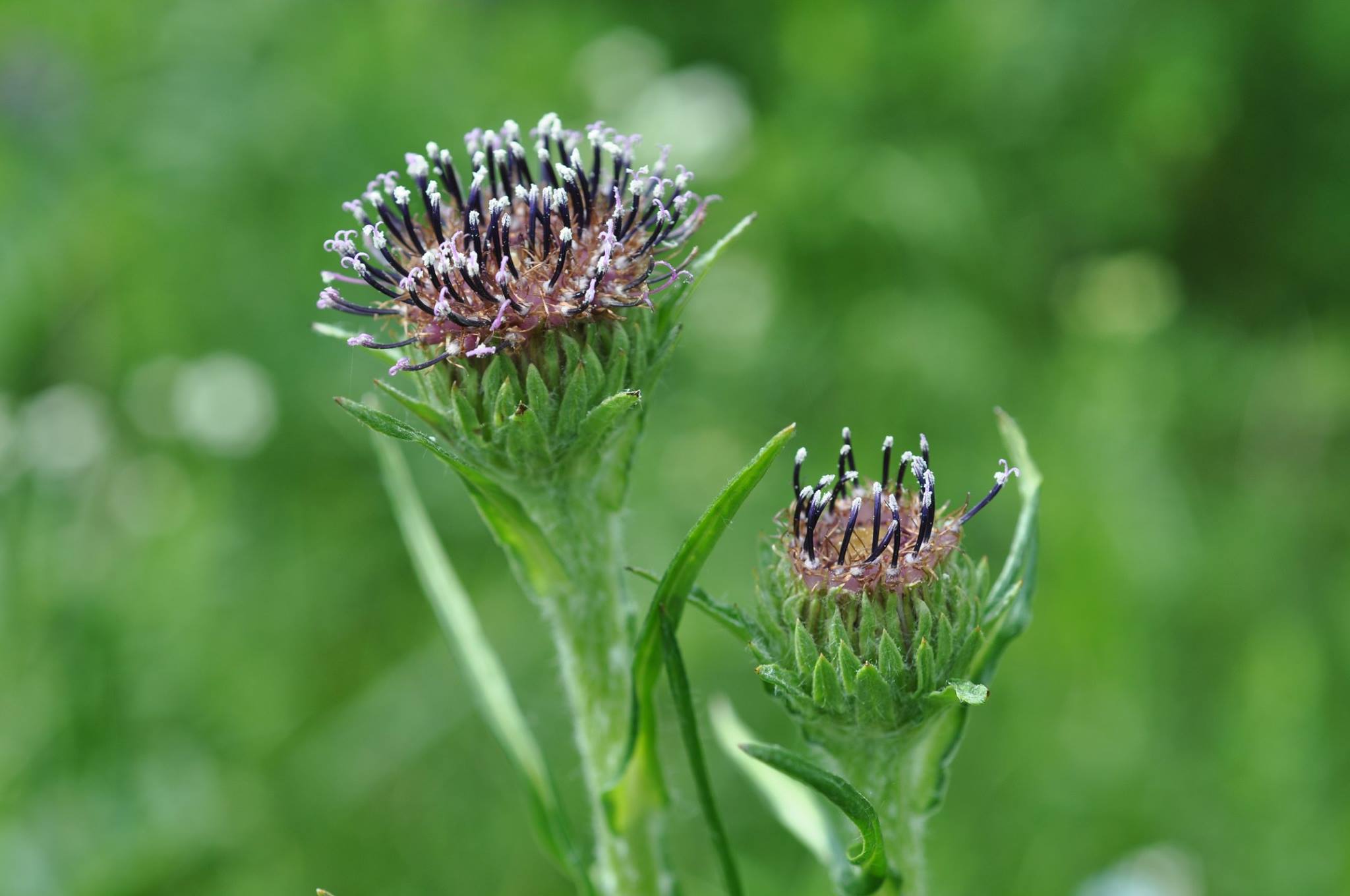 Stemless saussurea plant in Tian Shan massif