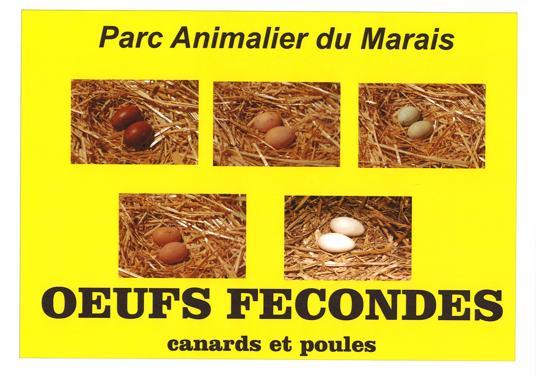 Oeufs D Oie Fecondes A Vendre
