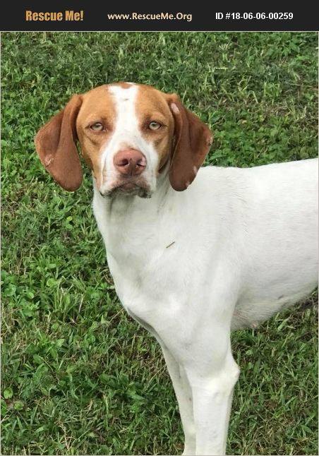 Rescue Me! Pointer Rescue